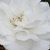 Rose - Rosiers floribunda - Sümeg